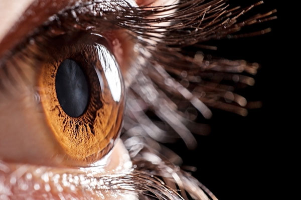 Close up of brown eye and cornea